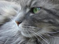 Graystripe or Firestar? Graystripe or Firestar?