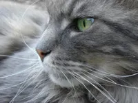 Graystripe or Firestar? Graystripe or Firestar?