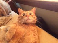 What is your favorite type of cat? What is your favorite type of cat?