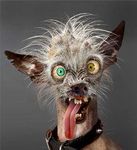 Which animal is the Uglyiest Which animal is the Uglyiest