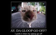 ay da gloop go off?