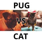 Pugs Vs Cats Pugs Vs Cats