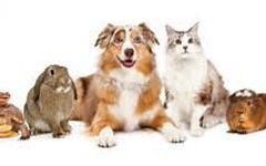 Which pet do you have? Which pet do you have?
