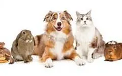 Which pet do you have? Which pet do you have?