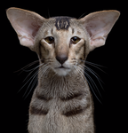 What do you think of Oriental Shorthairs? What do you think of Oriental Shorthairs?