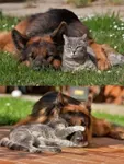 Cats vs Dogs... Which is better?