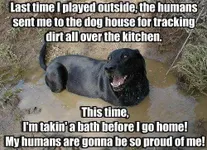 what dog breed is your favorite? what dog breed is your favorite?