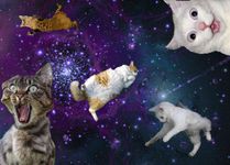 Which cat do you like more? Which cat do you like more?