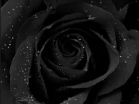 Black or White Black or White