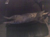 Which picture does my cat, Little Angel, look the cutest in? Which picture does my cat, Little Angel, look the cutest in?