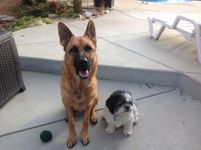 Which is a more aggressive dog? Which is a more aggressive dog?