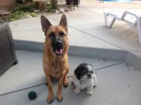 Which is a more aggressive dog? Which is a more aggressive dog?