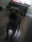 Does he get the last dino nugget? Does he get the last dino nugget?