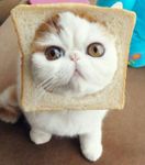 Which Cat Gave Up On Life Harder? Which Cat Gave Up On Life Harder?