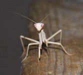 Do Albino Praying Mantises Suck Do Albino Praying Mantises Suck