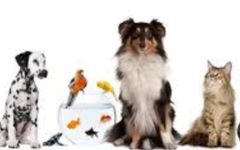 What do you think is the best pet? What do you think is the best pet?