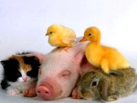 pick an animal! pick an animal!