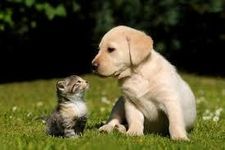 Are you a dog person or a cat person? Are you a dog person or a cat person?