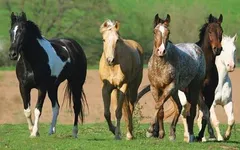 What's Your Favorite Horse Color? What's Your Favorite Horse Color?