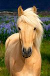Do you horseback ride English or Western? Do you horseback ride English or Western?
