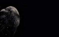 What is your favorite animal out of these 17? What is your favorite animal out of these 17?