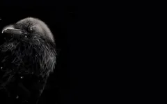 What is your favorite animal out of these 17? What is your favorite animal out of these 17?