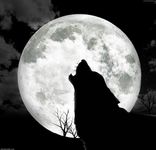 Wolves are... Wolves are...