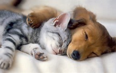 Which pet is more loyal: Dogs or Cats? Which pet is more loyal: Dogs or Cats?