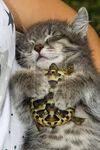 kittens or turtles? kittens or turtles?