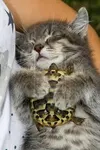 kittens or turtles? kittens or turtles?
