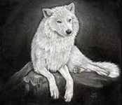 What rate (from 1 to 10) Would you give a wolf? What rate (from 1 to 10) Would you give a wolf?