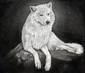 What rate (from 1 to 10) Would you give a wolf? What rate (from 1 to 10) Would you give a wolf?