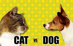 do you think im a dog person or cat person? do you think im a dog person or cat person?