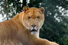 What are Ligers? What are Ligers?