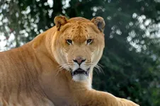 What are Ligers? What are Ligers?