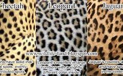 What is the best? Leopards, Cheetahs or Jaguars? What is the best? Leopards, Cheetahs or Jaguars?