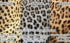 What is the best? Leopards, Cheetahs or Jaguars? What is the best? Leopards, Cheetahs or Jaguars?