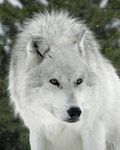 Do You Like Wolves? (3) Do You Like Wolves? (3)