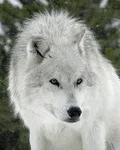 Do You Like Wolves? (3) Do You Like Wolves? (3)