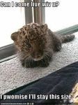 Funny? Leopard? (6) Funny? Leopard? (6)