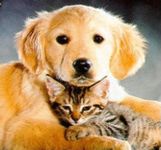 Do you like cats or dogs better? Do you like cats or dogs better?