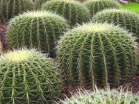 Are u a smooth cactus, or a prickly cactus? Are u a smooth cactus, or a prickly cactus?
