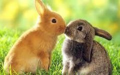 Do you like bunnies? Do you like bunnies?