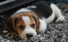 You just found out your pet is in terrible danger! Would you risk your life to save your pet? You just found out your pet is in terrible danger! Would you risk your life to save your pet?