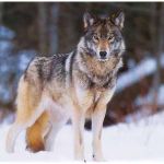 Favorite Type Of Wolf? Favorite Type Of Wolf?