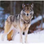 Favorite Type Of Wolf? Favorite Type Of Wolf?