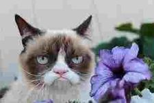 funniest grumpy cat quote? funniest grumpy cat quote?