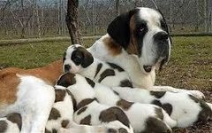what's your favourite breed of dog? mine is a St. Bernard and German Shepard what's your favourite breed of dog? mine is a St. Bernard and German Shepard