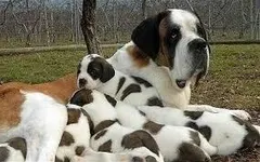 what's your favourite breed of dog? mine is a St. Bernard and German Shepard what's your favourite breed of dog? mine is a St. Bernard and German Shepard