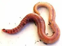 Do you like worms? Do you like worms?